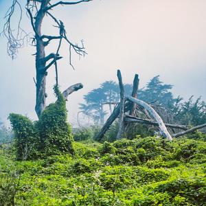 Overgrowth