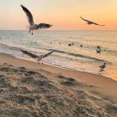 哦呐呐呐 (纯音乐)