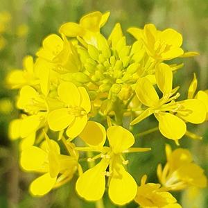 유채꽃 한마당 (Rapeseed)
