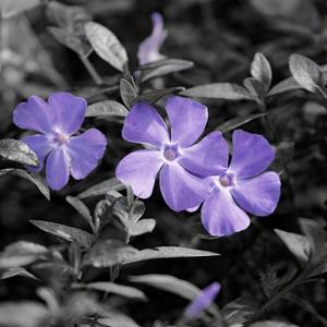 periwinkle