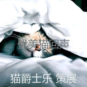柔和的小猫时刻