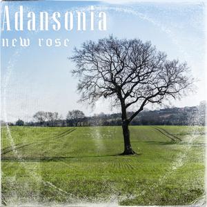 Adansonia