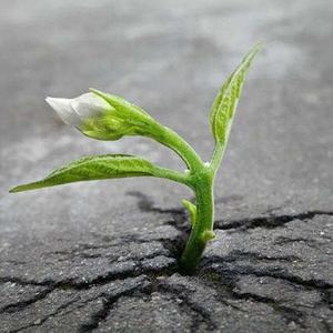 The continuation of life