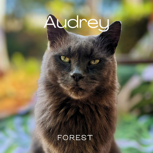Audrey