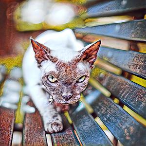 Reproachfully Deferentially