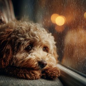 大自然下雨声 助眠轻音乐