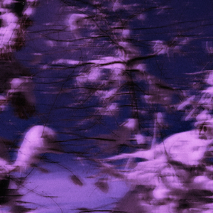 flowers all over