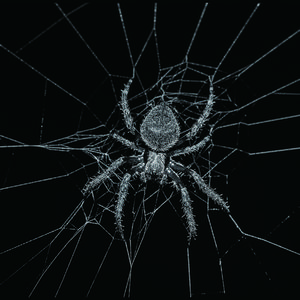 蜘蛛