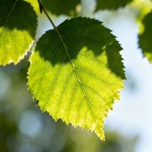 鳄鱼的眼泪 (失约的爱 Remix)