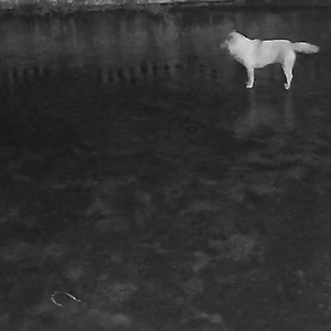 ต้องทำเป็นว่าไม่รักเธอ