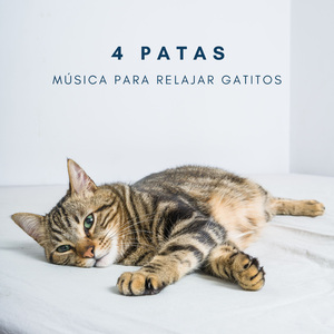 Música Silenciosa Para Gatitos