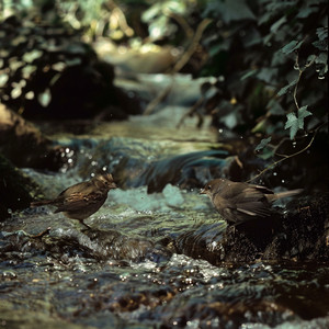 Calming Waters and Forest Birdsong