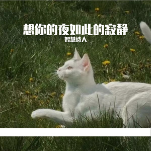 想你的夜如此的寂静
