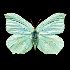 Game (Running Up That Hill)