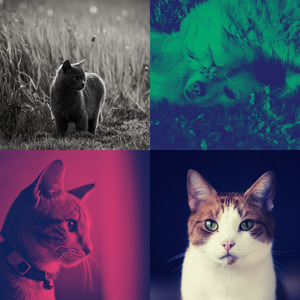 温和放松的猫梦想