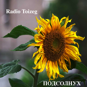 Подсолнух