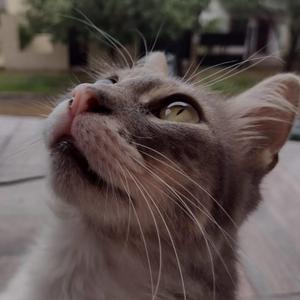 Alvin