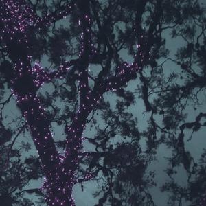 FCK (Jaula Sumergiéndose)