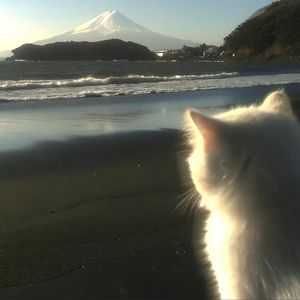 “思念” SASIOVERLXRD&BOBBYNOPEACE Type Beat