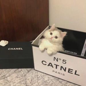 阿拉斯加的海湾