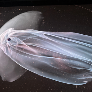 Reset