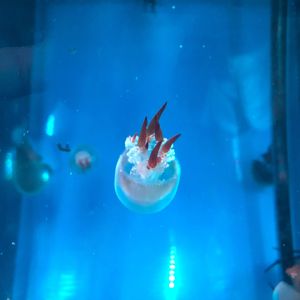 Lovexx-云上 伴奏