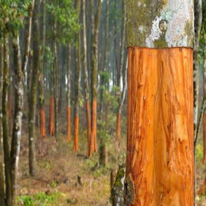 cinnamon (prod. emma)