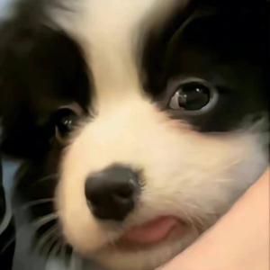 季风的警告 伴奏