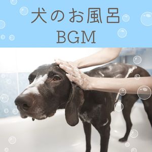 アコースティックギター