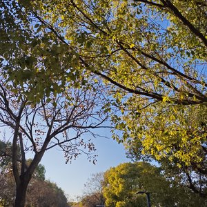 田野里的狗狗与老人#百万奖金AI创作大赛 +年轻就是要玩抽象