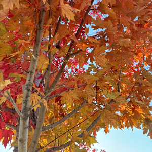 秋风裁叶寄相思