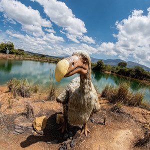 DODO
