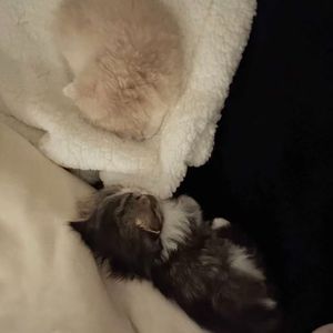 勇敢爱