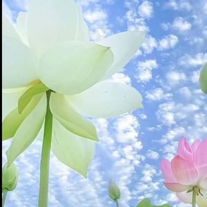 心灵的救赎 伴奏