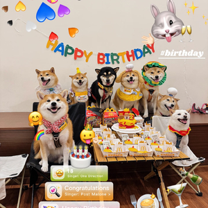 宠物的欢乐时光