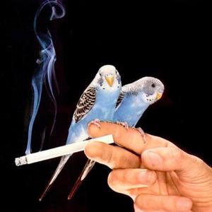 Twisty P (feat. Koto.)