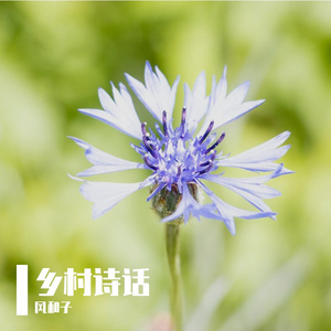 小山村的粽香情