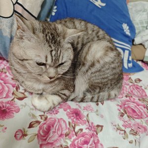 液晶相变的当代悲吟