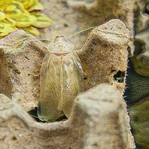 She Loves I'm Innocent