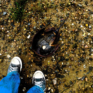 Fish and Lizards excerpt (Instrumental)