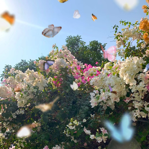 风，雾，阳光和你