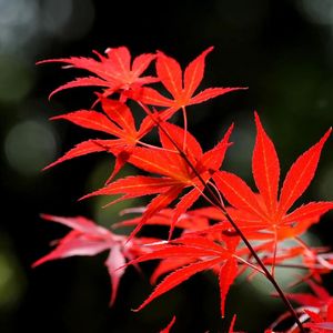 风华正茂