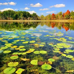 致爱丽丝（Cover 贝多芬）