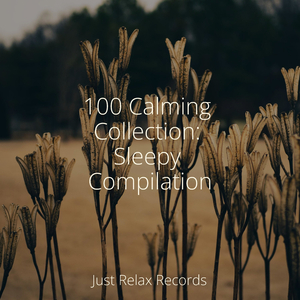 Echoic Fusion Harmony