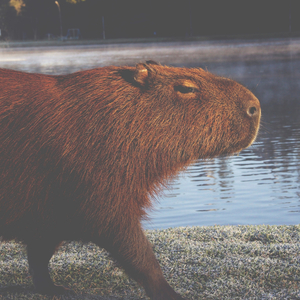 Capybara (Phonko Brazil Duty)