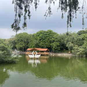 红酥手. 黄滕酒