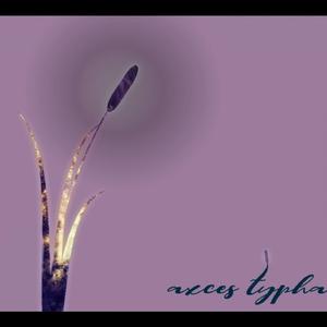 Typha