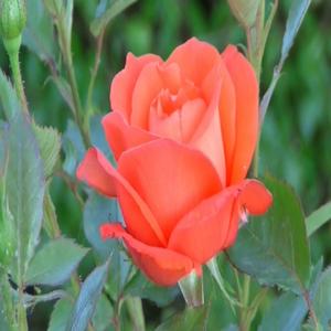 24. 장미 한송이