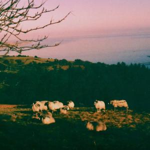Foraging