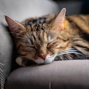 Sonido Felino Suavizado